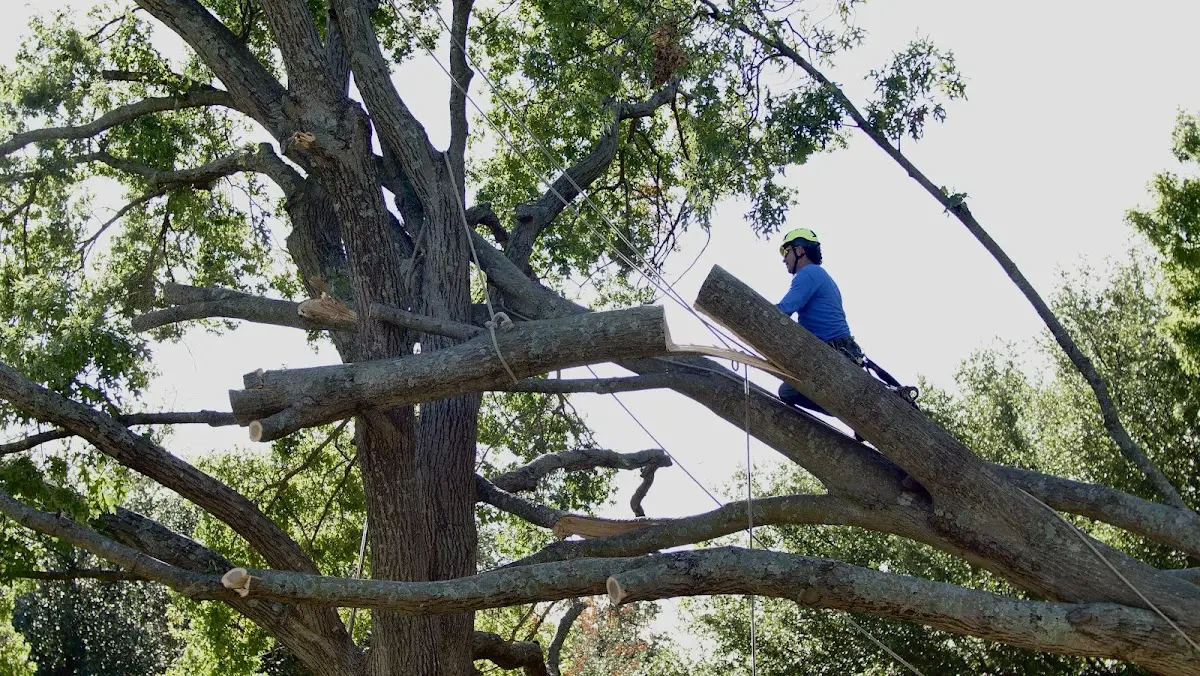 Professional Hazardous Tree Removal performed by certified arborists in Stonewall