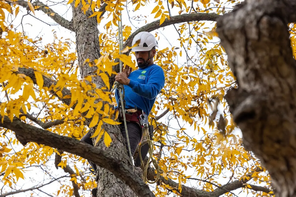 Skilled Storm Damage Cleanup crew working in Stonewall